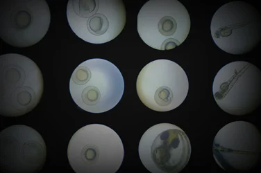 Regenerative Power of Zebrafish