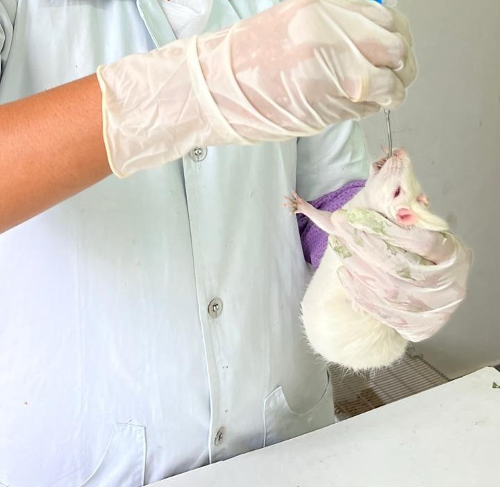 Intragastric Administration in Laboratory Rats