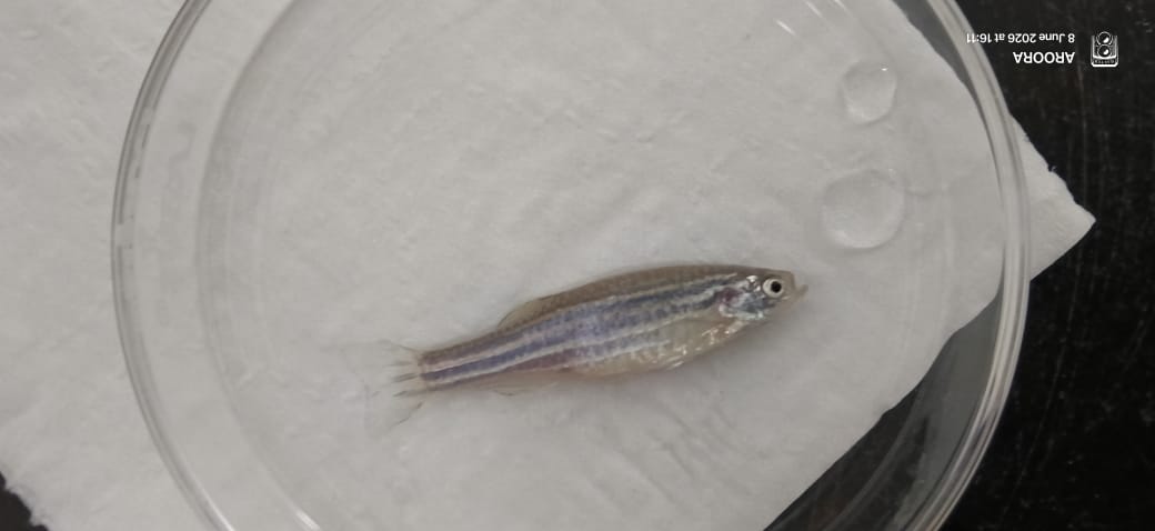 Fin Regeneration Study in Zebrafish
